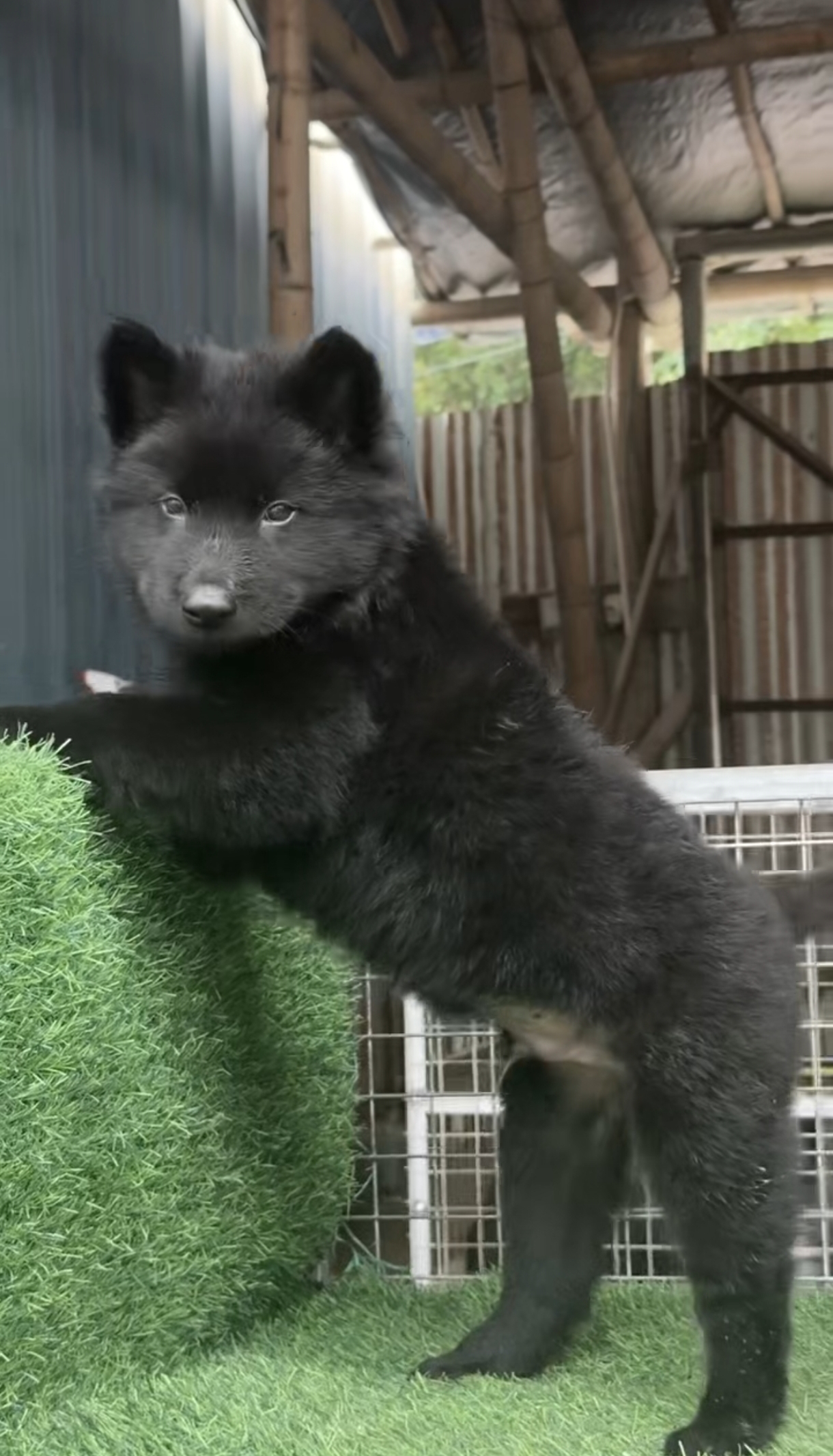 老家养的五黑犬（黑毛、黑鼻、黑眼、黑舌、黑爪）中华田园